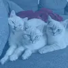 bkh..kitten