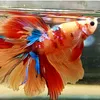 betta.halfmoon.indonesia