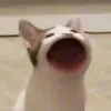 hidolergatto