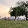 saadjam24