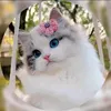 kitty.cat11a