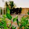 taif.osama7