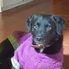 papi.dog7