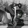 nb_horses1