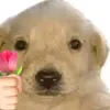 clipskirby