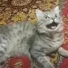 geqhehdhd