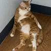 mynamepansar