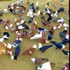 pigeon.25