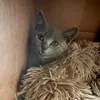misothegray