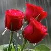 Md Osman