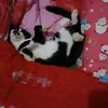 eva.apriani123
