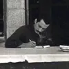 vq_yv