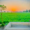 tajamal603