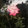 soniyagalan