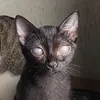 Meowster