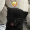 rdty.arie