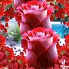waseem.sail255