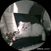 niha3327