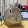 coco794785