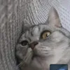 serrabrrahrrayrra