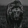 falvaro.pinto