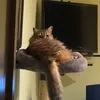 gattonomade