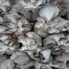 ngcphan4753