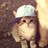 ucupucup9293