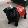 tebansteve