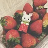 pw0lybear0