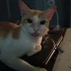 heheekevw