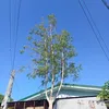 rhondextersambo