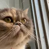itzmainecoon