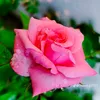 ali.63013
