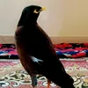 dangerousbirds123