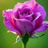 shamz6544