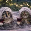 themainecoon7