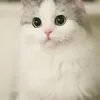 khng.sc.sc.khng