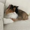 ilovemypets_xoxoo