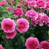 sabah.ali362