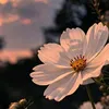 satin.petals4