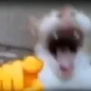invincibl23