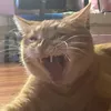 abbdamwqnnd