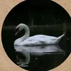 mimi.vx00