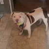 justadognamedmist