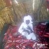 mahamat.kosso45