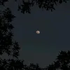 reemaiveylq