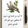 user6856179782556