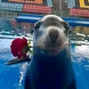 sealion_core