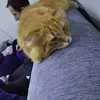 pugbsado